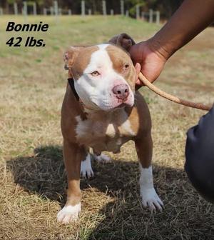 Bonnie, Mixed Breed, young, available for adoption