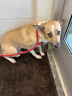 Henny, Mixed Breed, young, available for adoption