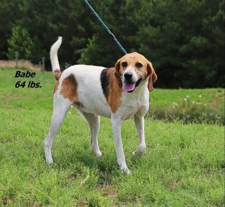 Babe, Mixed Breed, adult, available for adoption