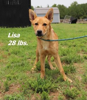 Lisa, Mixed Breed, puppy, available for adoption