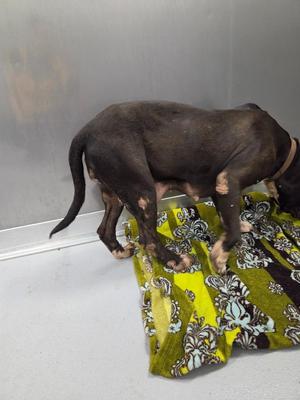 Sally, Mixed Breed, adult, available for adoption