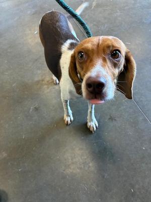 a beagle dog standing on a concrete floor, looking up at the camera with its tongue slightly out