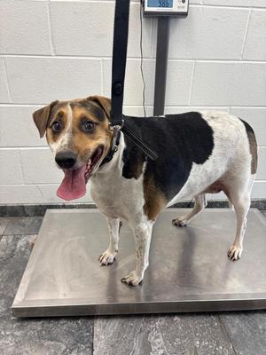 Annie, Terrier, adult, available for adoption