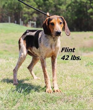 Flint, Hound, young, available for adoption