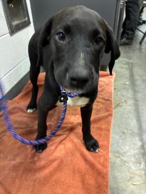 Lily, Mixed Breed, puppy, available for adoption