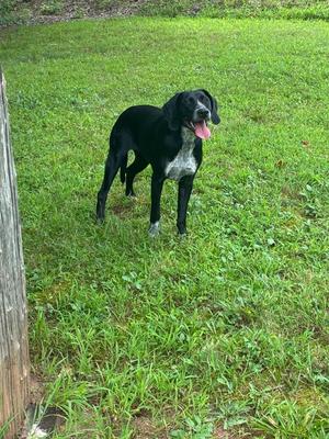 A black and white dog standing on a grassy lawn with its tongue out.