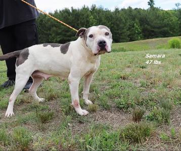 Samara, Mixed Breed, adult, available for adoption