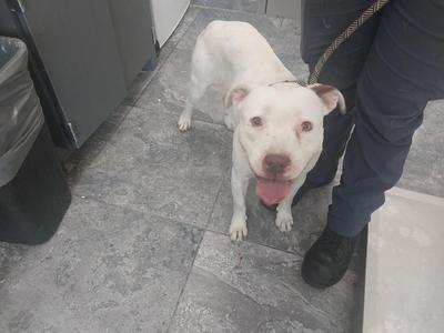 A white dog with a pink tongue sticking out, standing on a tiled floor next to a person wearing dark pants and boots.