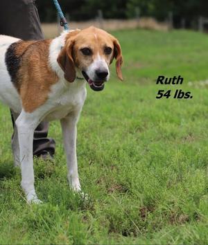 A brown and white dog standing on grass, wearing a blue leash. The text 'Ruth 54 lbs.' is written in the upper right corner.