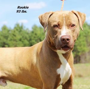Rookie, Mixed Breed, young, available for adoption
