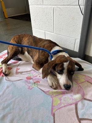 Diana, Mixed Breed, puppy, available for adoption