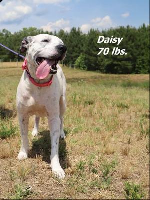 Daisy, Mixed Breed, senior, available for adoption