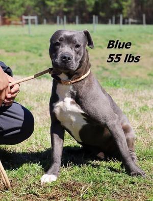 Blue, Mixed Breed, young, available for adoption
