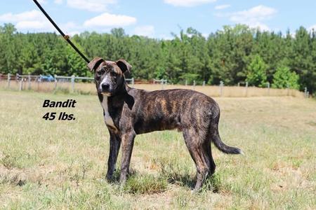 Bandit, Mixed Breed, young, available for adoption