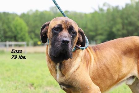 Enzo, Mastiff, young, available for adoption