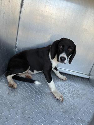 Dino, Mixed Breed, puppy, available for adoption