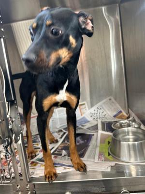 Jelly Bean, Mixed Breed, puppy, available for adoption