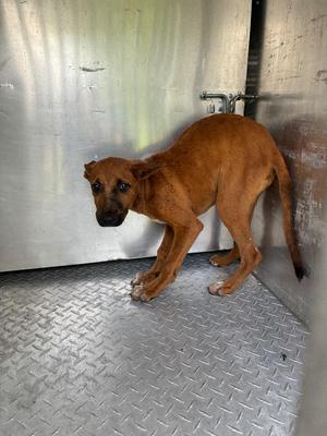 Butter finger, Mixed Breed, puppy, available for adoption