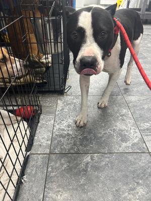 Lil Breezy, Mixed Breed, adult, available for adoption