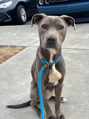 Ziggy, Pit Bull Terrier, young, available for adoption