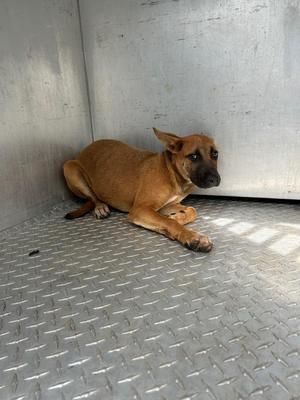 Maggie, Mixed Breed, puppy, available for adoption
