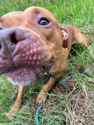 Hayes, Mixed Breed, young, available for adoption
