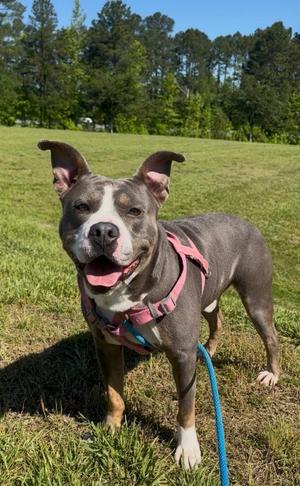 Pumpkin, Mixed Breed, adult, available for adoption
