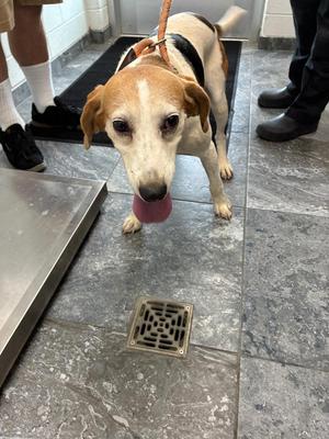 Dixie, Hound, senior, available for adoption