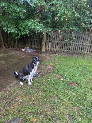 A black and white dog sitting on a wet patch of grass in a backyard, with a wooden fence and trees in the background.