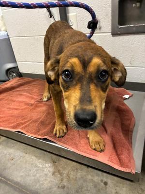 Delilah, Mixed Breed, puppy, available for adoption