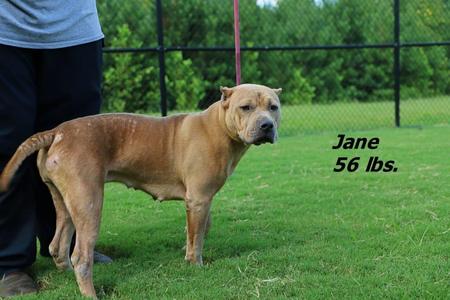 A tan pit bull named Jane, weighing 56 lbs, stands on a grassy field next to a person.