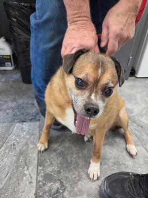 Boots, Mixed Breed, adult, available for adoption