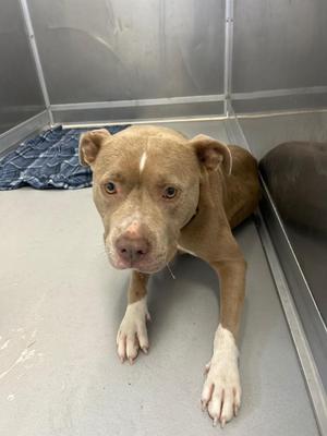 Destinee, Mixed Breed, young, available for adoption