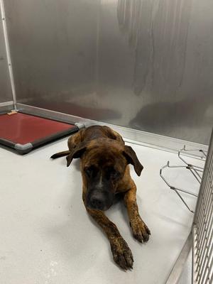 Bennie, Mixed Breed, adult, available for adoption