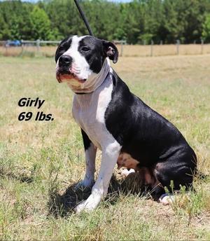 Girly, Mixed Breed, young, available for adoption