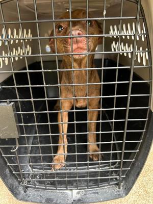 Brownie, Mixed Breed, young, available for adoption