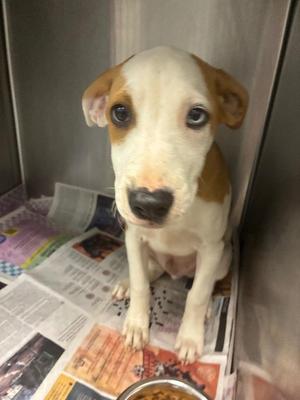 Big Mac, Mixed Breed, puppy, available for adoption