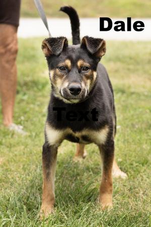 Dale, Mixed Breed, young, available for adoption