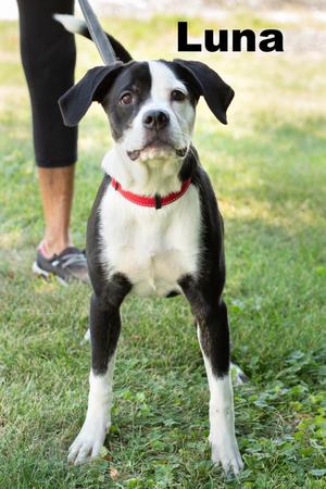 Luna, Mixed Breed, young, available for adoption
