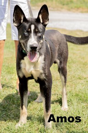 Amos, Mixed Breed, adult, available for adoption