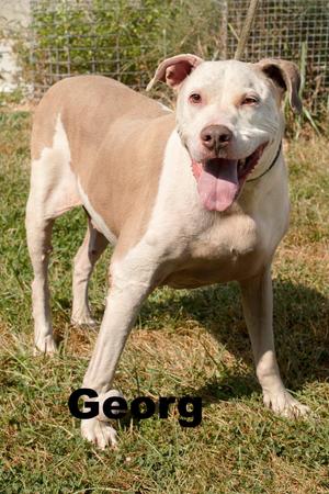 George, Mixed Breed, adult, available for adoption