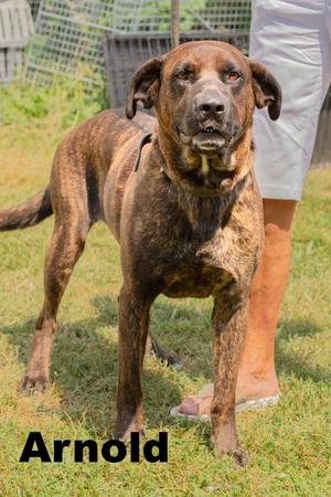 Arnold, Mixed Breed, adult, available for adoption