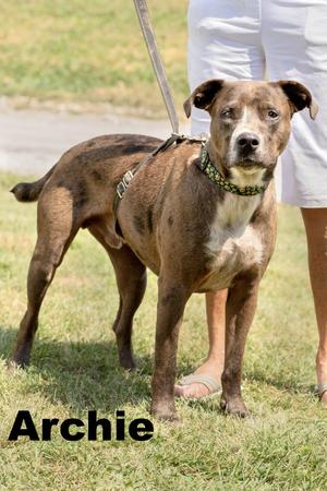 Archie, Mixed Breed, adult, available for adoption
