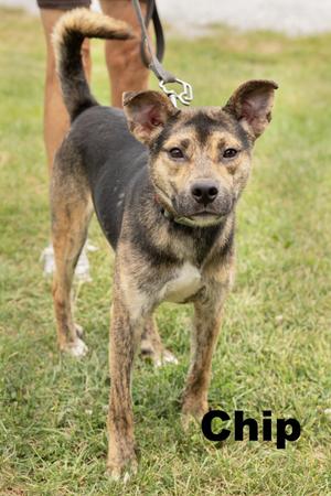 A brown and black dog named Chip standing on grass