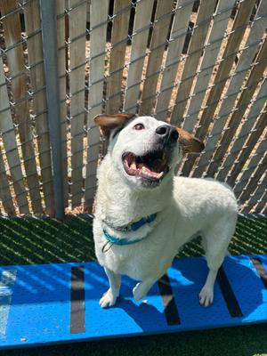 Benson, Mixed Breed, adult, available for adoption