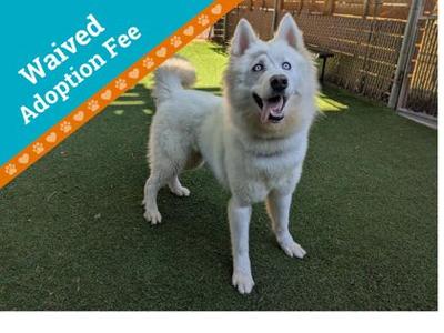 Moo Cow, Siberian Husky Mix, adult, available for adoption