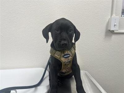 Jettison, Mixed Breed, puppy, available for adoption