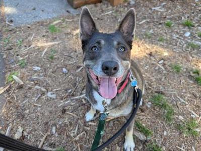 A happy dog with a black and brown coat, blue eyes, and a pink tongue sticking out, wearing a collar and leash, standing on a dirt ground.