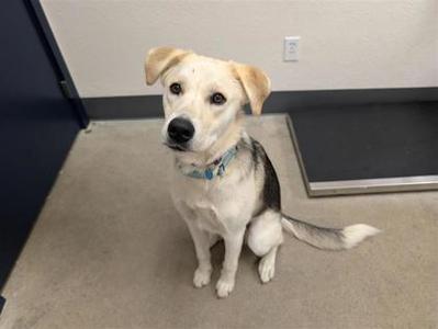 A light-colored dog with a blue collar sitting on a carpeted floor.