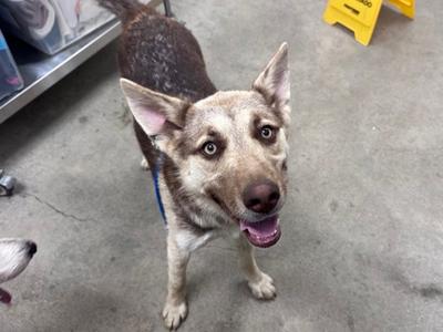 A dog with a brown and black coat, standing on a concrete floor, looking up with its mouth open and tongue out.